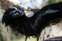 Viper snake Ready for adoption!