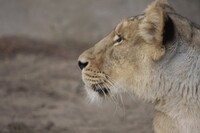 Tierpark Bln 26-06-2010 Lion-1