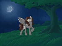 Gazing at the night sky