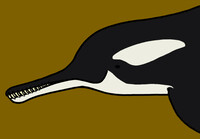 Ganges River Orca