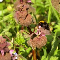 Bumblebee on Lamium purpureum