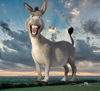 A Huge Donkey in the Village!