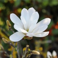 Star Magnolia stellata