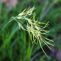 Poa bulbosa