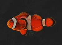 Clownfish Study