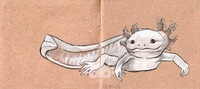 Axolotl Study 04 - 05