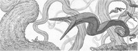 Eels