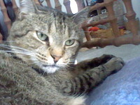 meow! owo - random 3ds photography dump 5/5 FINAL
