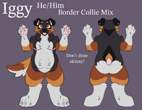 Iggy Collie Ref 2026