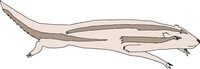 Linoone