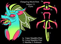 Elytra mouth anatomy