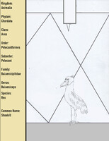 Species - Rex - Shoebill