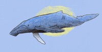 humpback whale