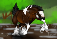 Komea Poika - Northfall Horse