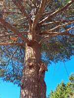 The Tall Pine Tree ( Pinus Strobus )