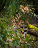 Taking in the smells