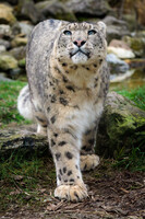 Seeking confrontation