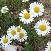 Leucanthemum vulgare