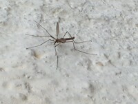 EAST 2011- big mosquito