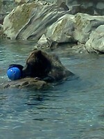 big brown bear blue ball
