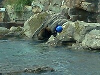 big brown bear blue Ball #2