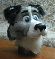 Fizz the Border Collie!