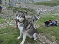 My two dogs~