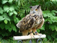 Eagle Owl