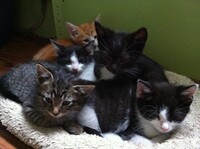 These kitties need homes! (Chicagoland)