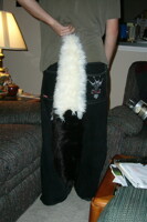 wolf tail 1