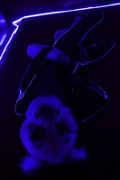 Cougar on the game grid