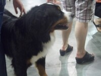 Bernese Mountain Dog3