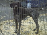 German Shorthair Pointer1