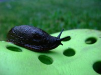 The Croc Slug