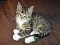 Please Help to Save McJagger! 