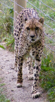 Marwell Cheetah