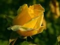 The Rose as sung by Dipper