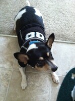 Chico's 2011 Halloween costume [frontal]