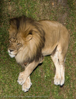 Stick On Lion