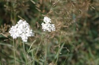 happy flowers!