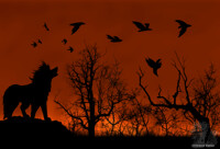 Howling in Sunset