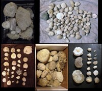 Fossil Collection