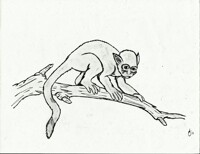Spider Monkey
