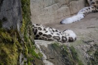 Snow Tail