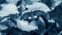 Monochromatic World