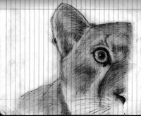 Mountain Lion Sketch