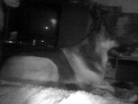 Ghost dog at the end of the bed