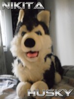 Nikita The Husky