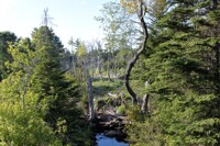 Woods in Sullivan Maine