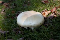 Mushroom 2